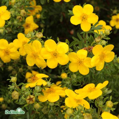 ölandstok olika sorter